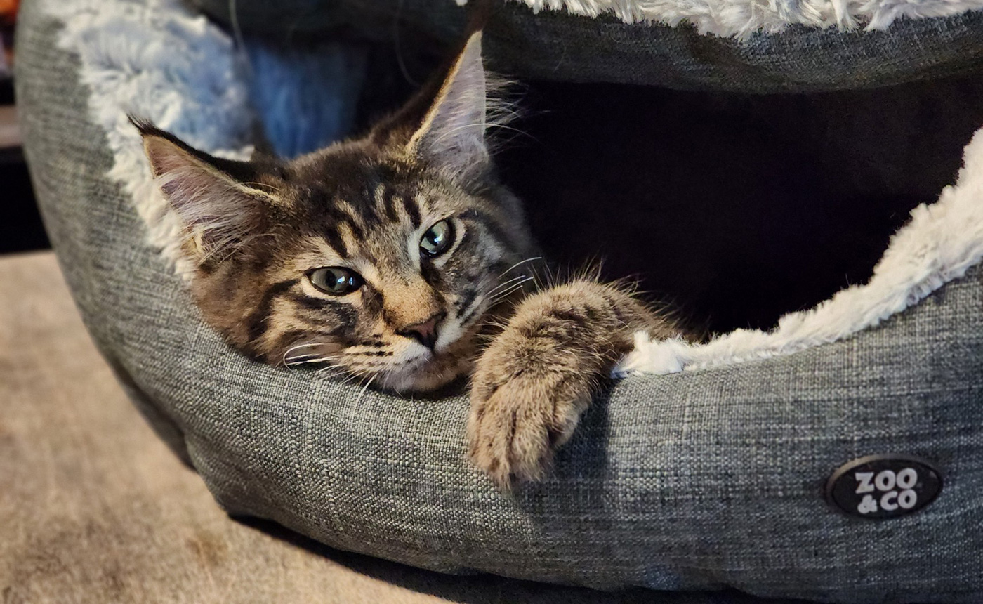 La guerrière est au reposavant la prochaine portée