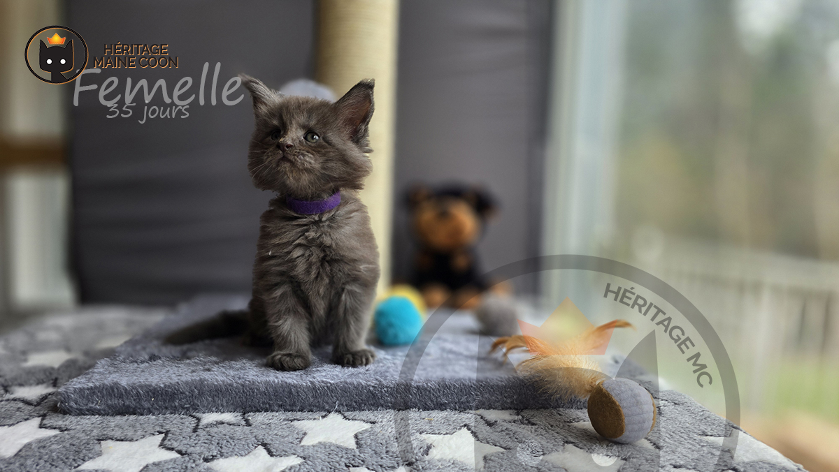 Chaton - Femelle - Collier mauve