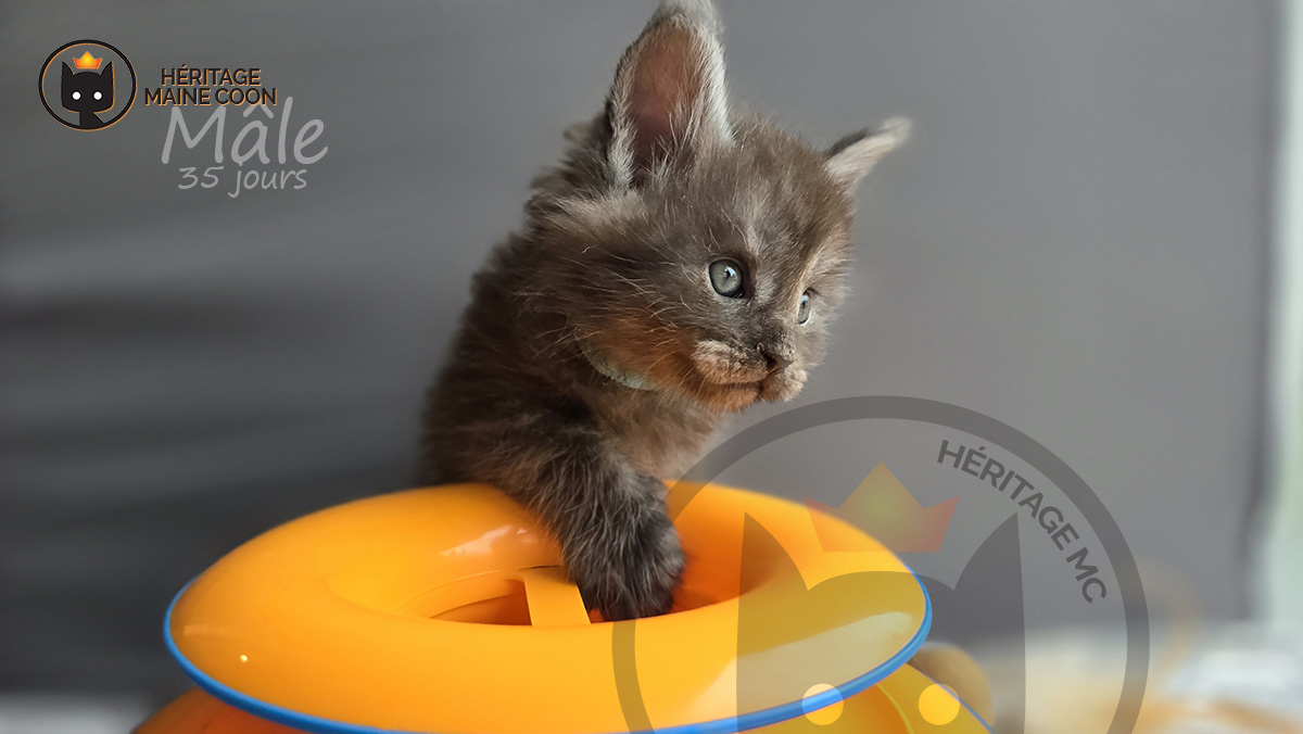 Chaton - Mâle - Collier turquoise