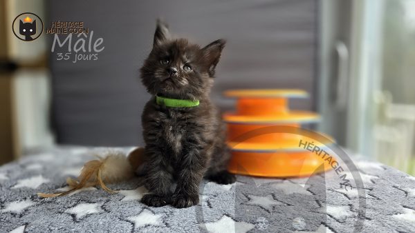 Chaton - Mâle - Collier vert