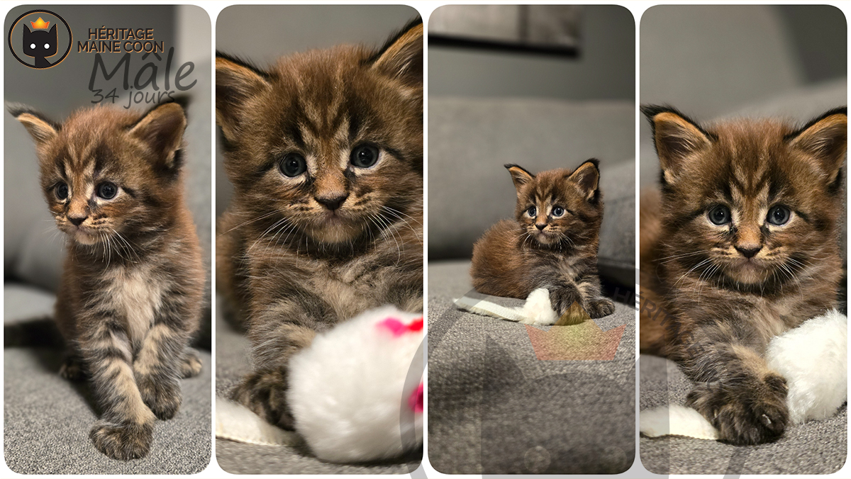 Chaton - Mâle - Collier blanc