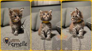 Chaton - Femelle - Collier orange