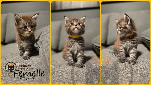 Chaton - Femelle - Collier orange