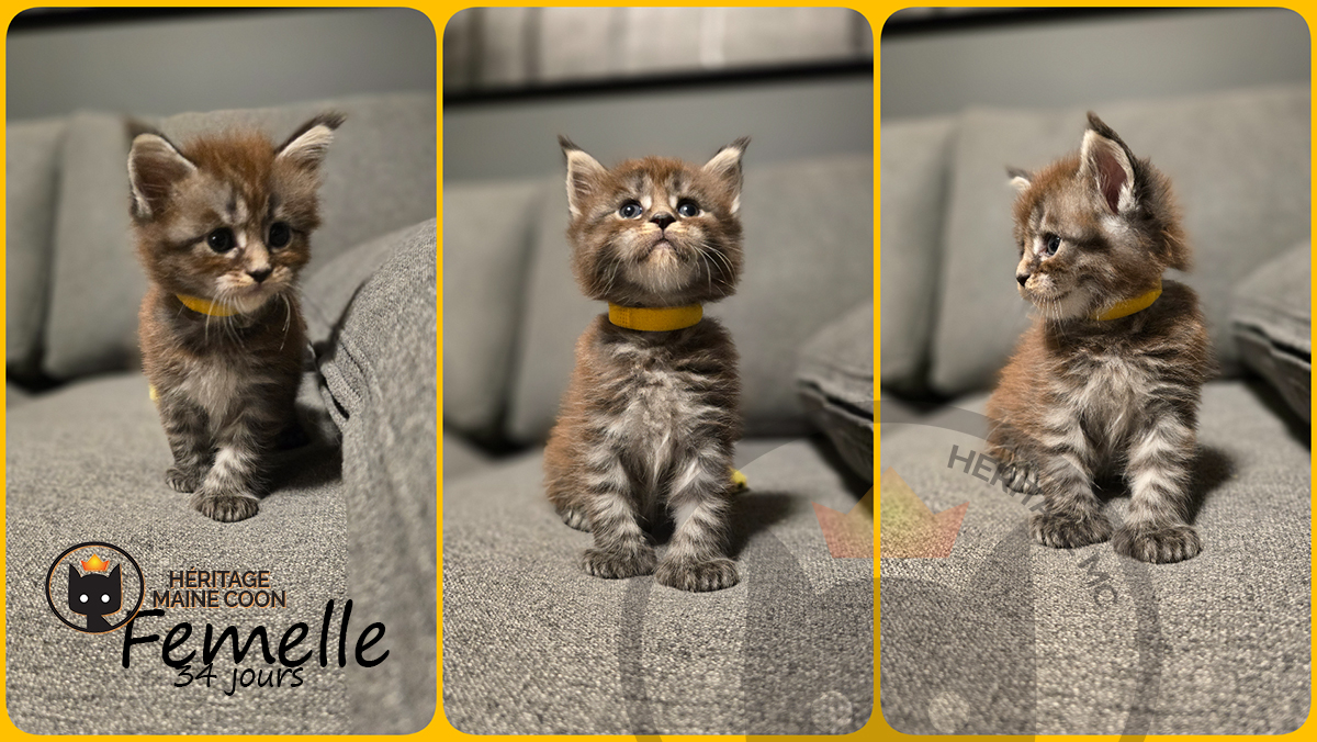 Chaton - Femelle - Collier orange
