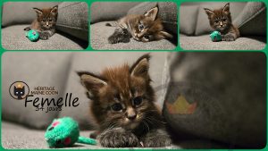 Chaton - Femelle - Collier vert
