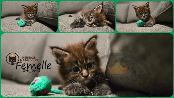 Chaton - Femelle - Collier vert