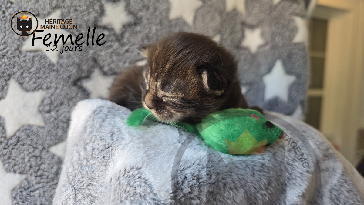 Chaton - Femelle - Collier vert – Image 3
