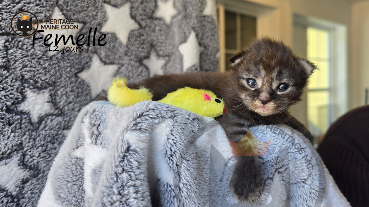 Chaton - Femelle - Collier orange – Image 3