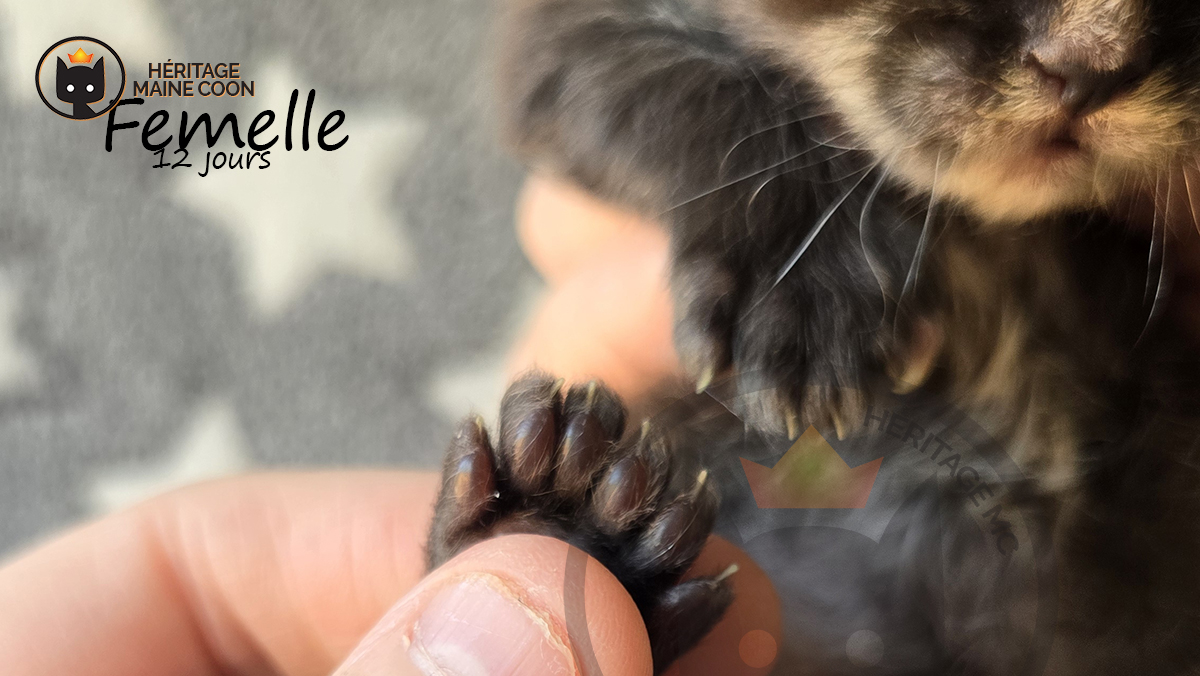 Chaton - Femelle - Collier vert – Image 4