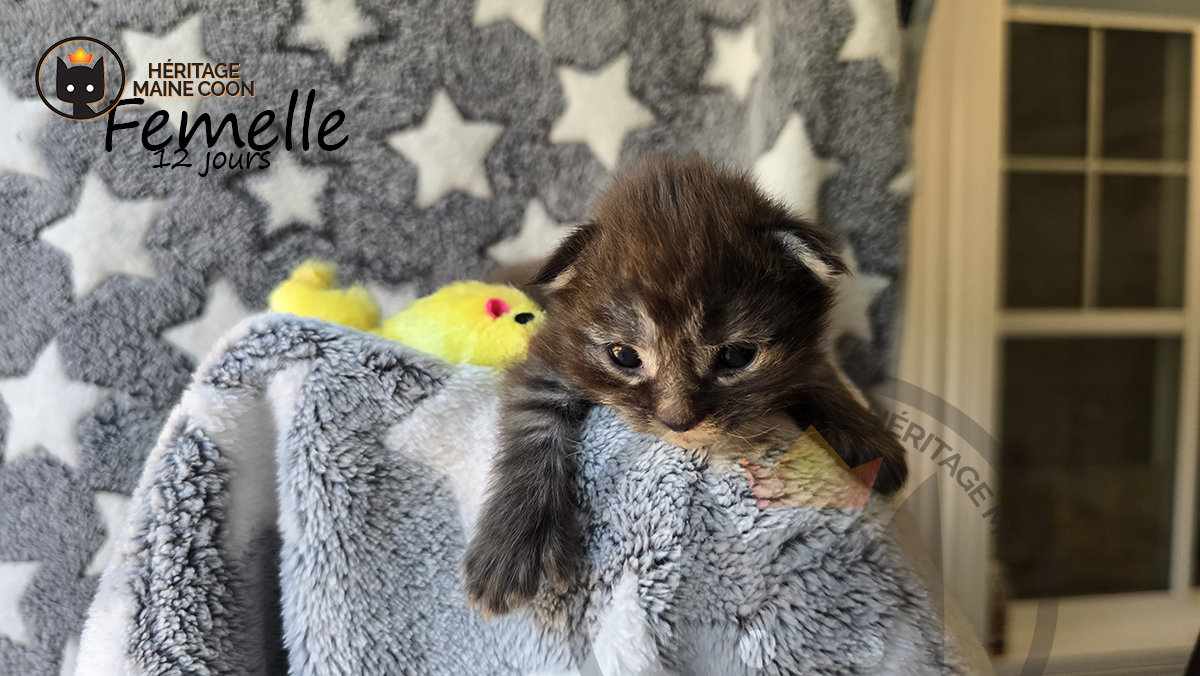 Chaton - Femelle - Collier orange – Image 4