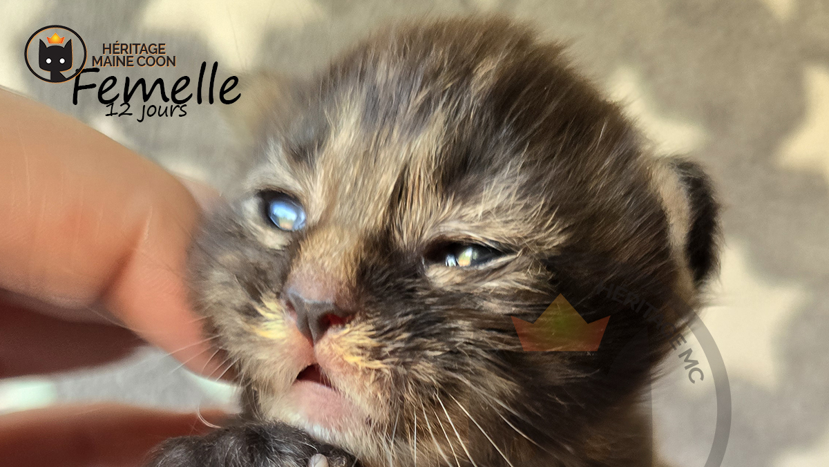 Chaton - Femelle - Collier vert – Image 5