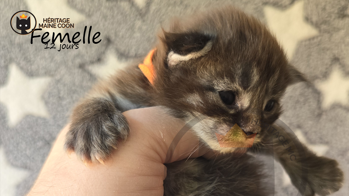 Chaton - Femelle - Collier orange – Image 5