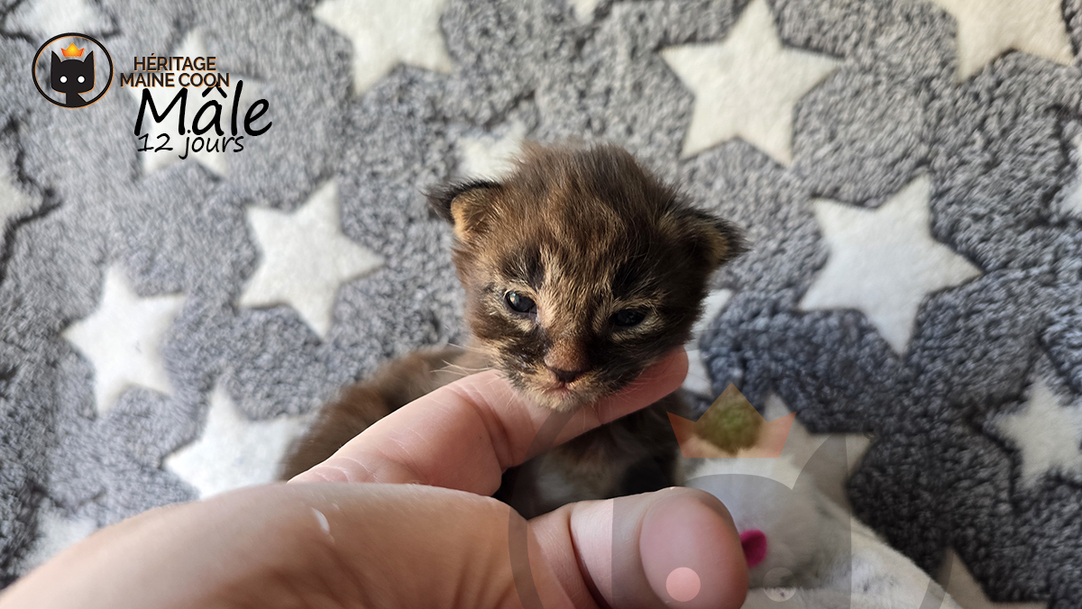 Chaton - Mâle - Collier blanc – Image 3