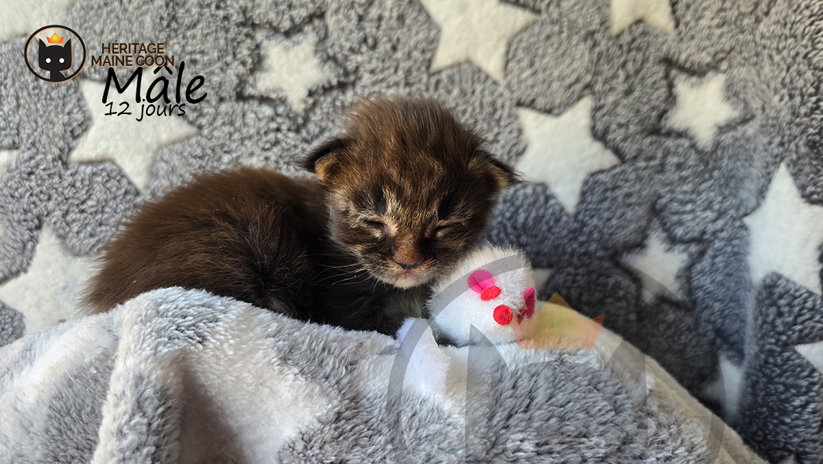 Chaton - Mâle - Collier blanc – Image 4