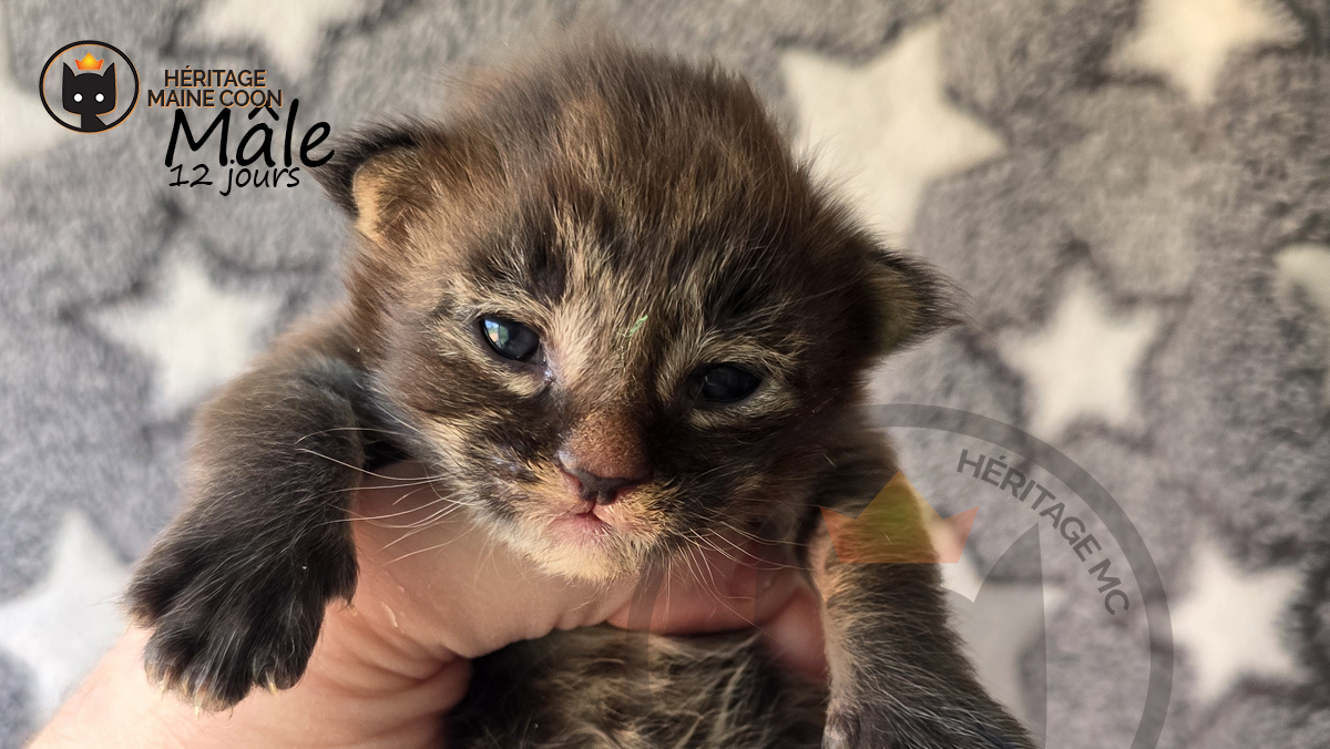 Chaton - Mâle - Collier blanc – Image 5