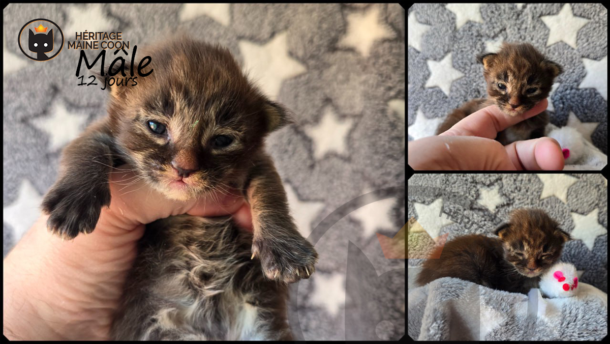 Chaton - Mâle - Collier blanc – Image 2