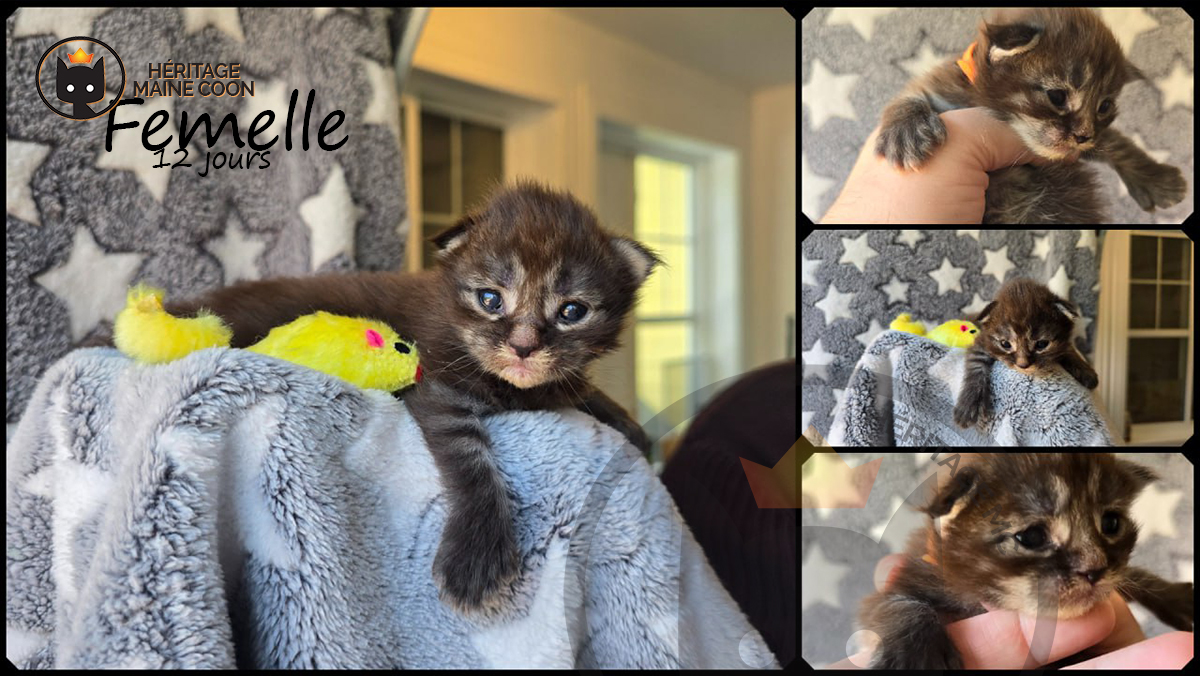 Chaton - Femelle - Collier orange – Image 2