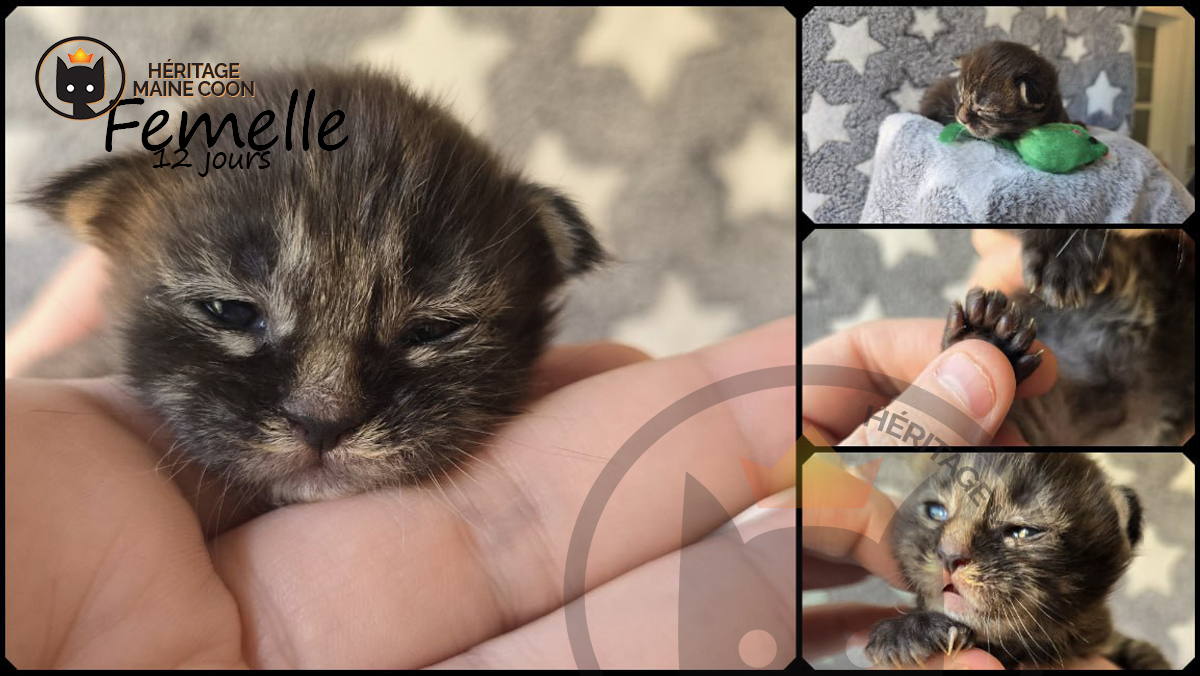 Chaton - Femelle - Collier vert – Image 2