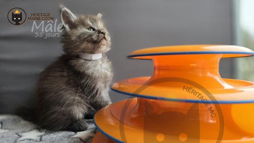 Heritage-Maine-Coon Blanc Male 1-mai-2024 35-jours