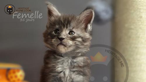 Heritage-Maine-Coon Gris Male 1-mai-2024 35-jours