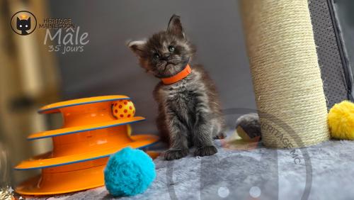 Heritage-Maine-Coon Orange Male 1-mai-2024 35-jours