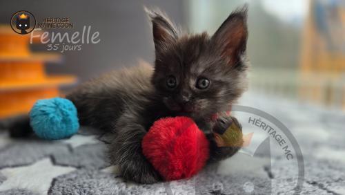 Heritage-Maine-Coon Rouge Male 1-mai-2024 35-jours
