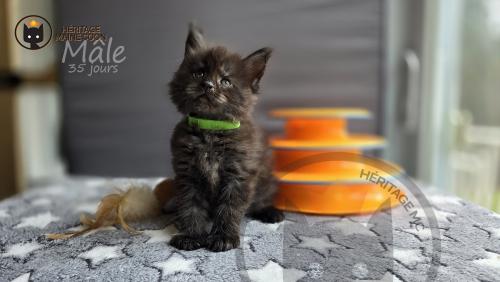 Heritage-Maine-Coon Vert Male 1-mai-2024 35-jours